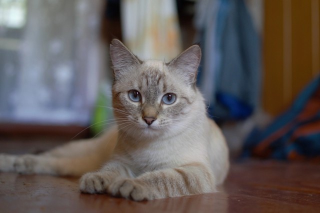 Подобрали кошку