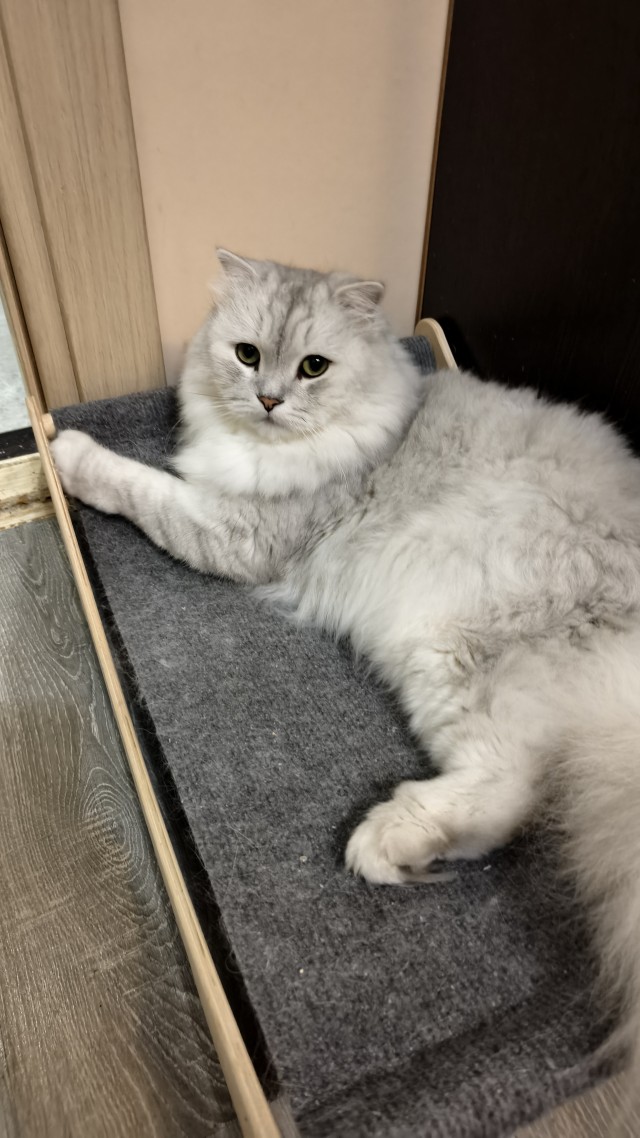 К котовторнику: знакомтесь: Сёма