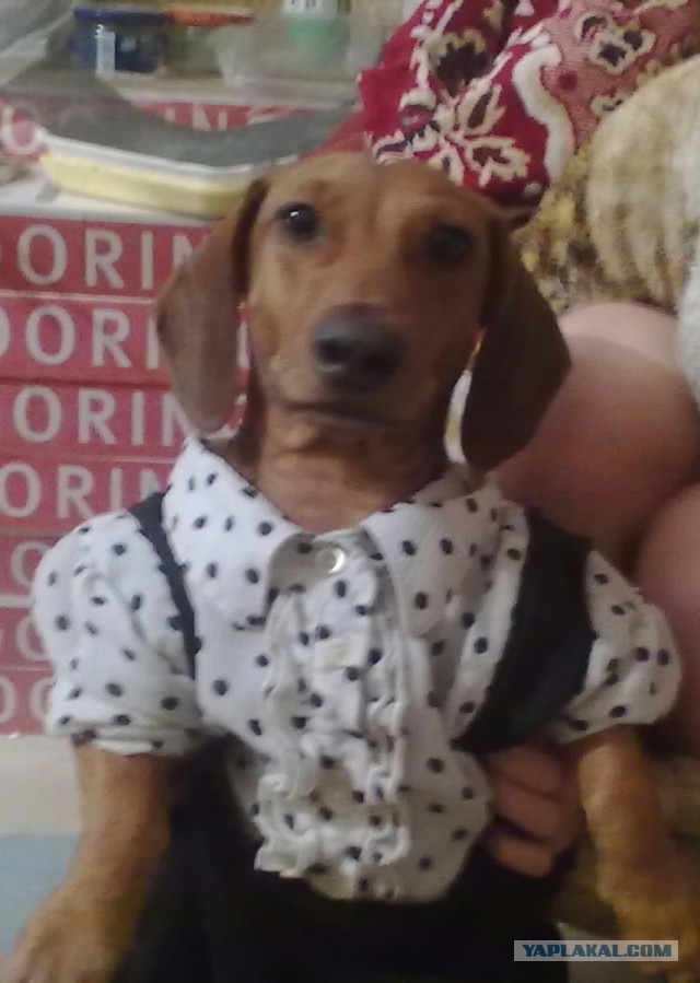 Собакочетверг на 02.01.2014