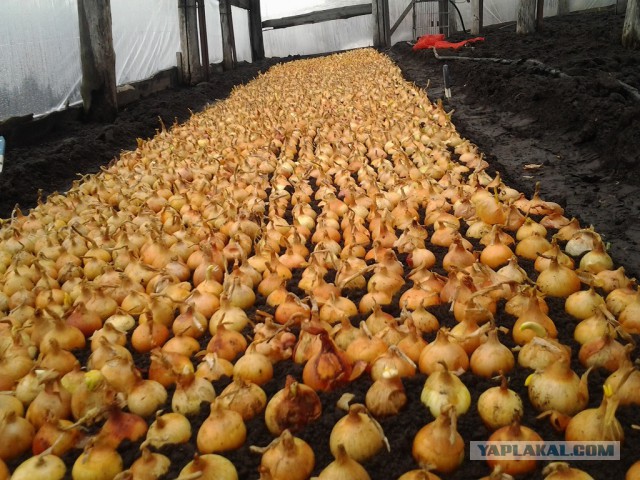 Любителям зелени