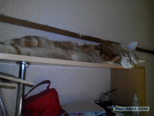 Котовторник 01.04.2014