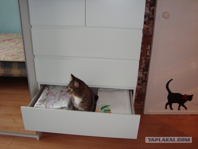 Котовторник 10.06.2014
