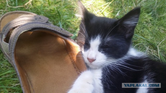 Котовторник 22.07.14