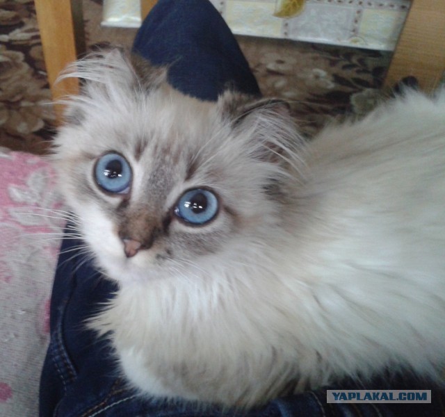 Котовторник 22.07.14