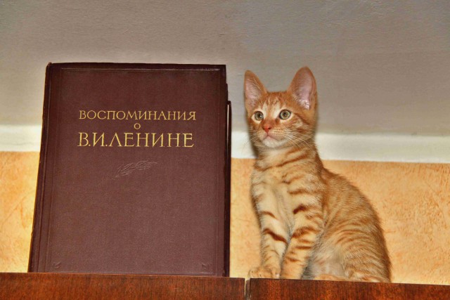 Котовторник 02.09.2014