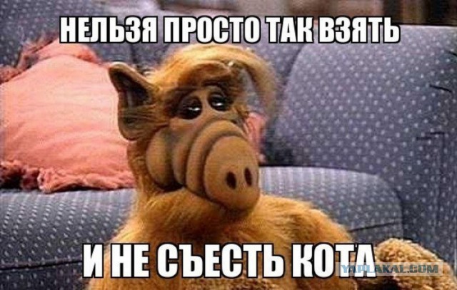 Котёнок на шашлыках!