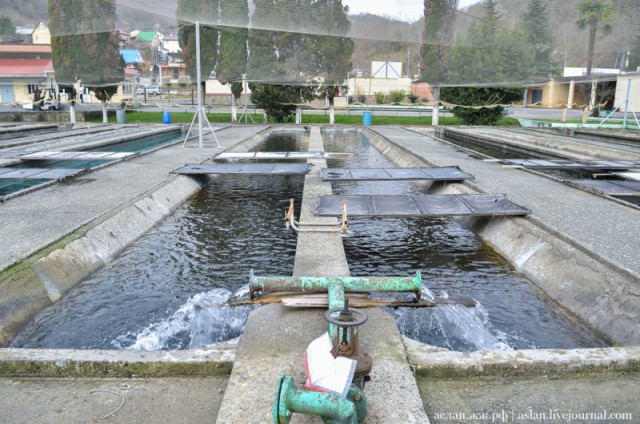 Как выращивают форель в Адлере