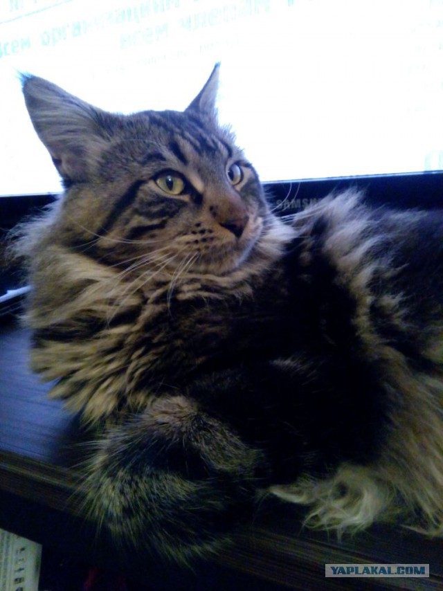 Котовторник