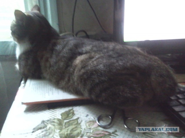 Котовторник   02.06.2015