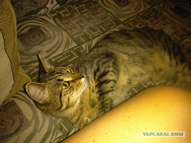 Котовторник 7.07.2015