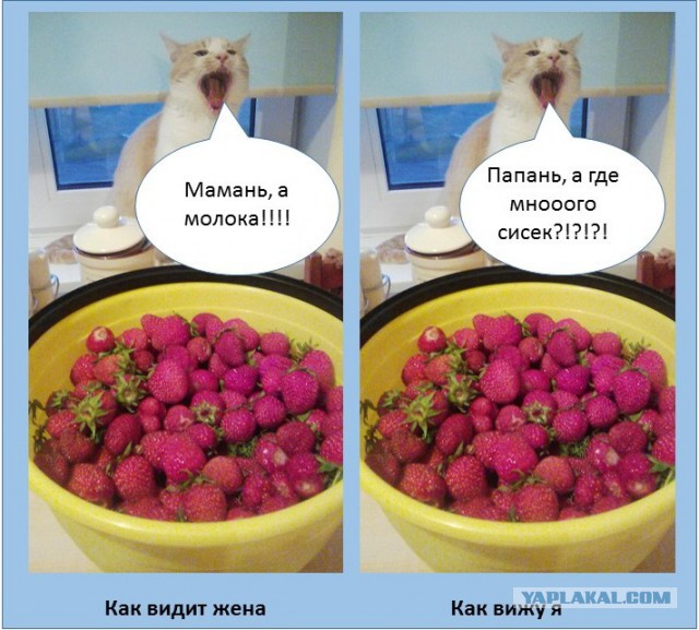 Котовторник 7.07.2015