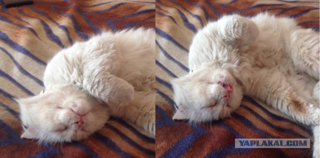 Котовторник  21.07.2015