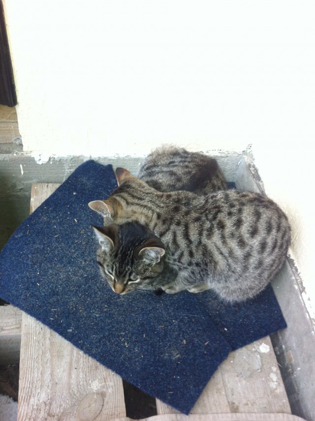 Котовторник  27.10.2015