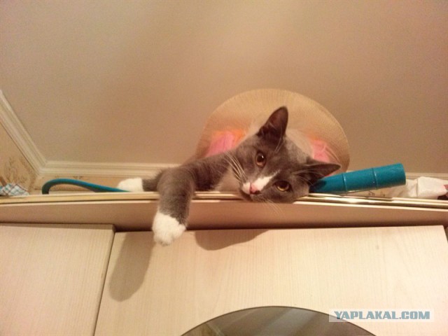 Котовторник 15.12.2015