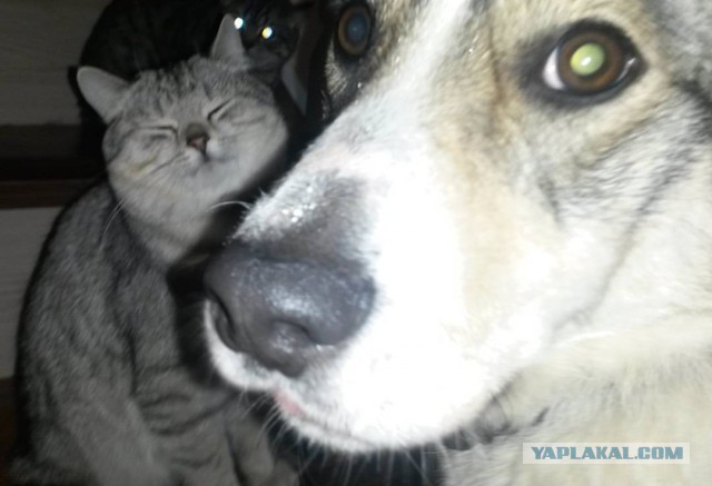 Как нашли собаку