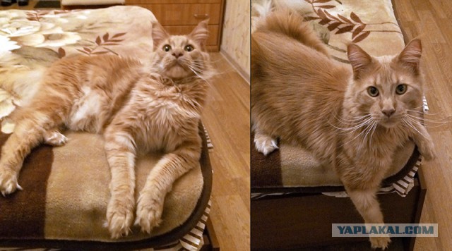 Мейн-куны  настолько  суровы...