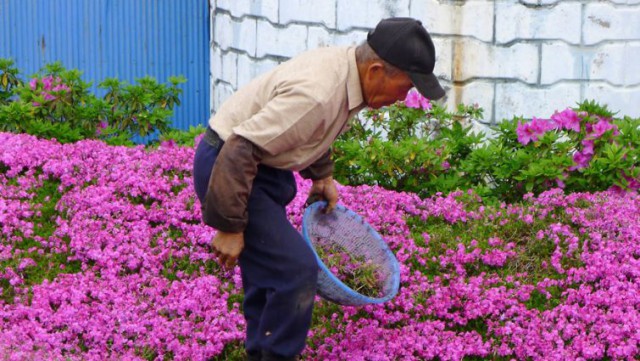 Муж потратил 2 года, сажая тысячи цветов, чтобы его слепая жена смогла вдохнуть их аромат
