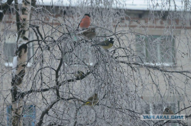 Каких птиц вы видите в городе?