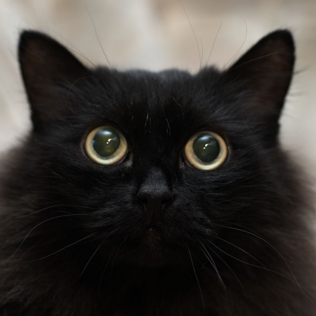 Дюжина кошаков