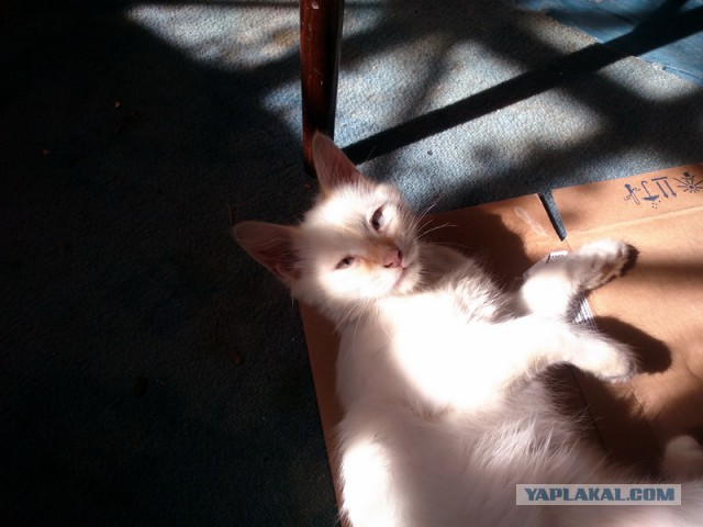 Котовторник 19.07.2016