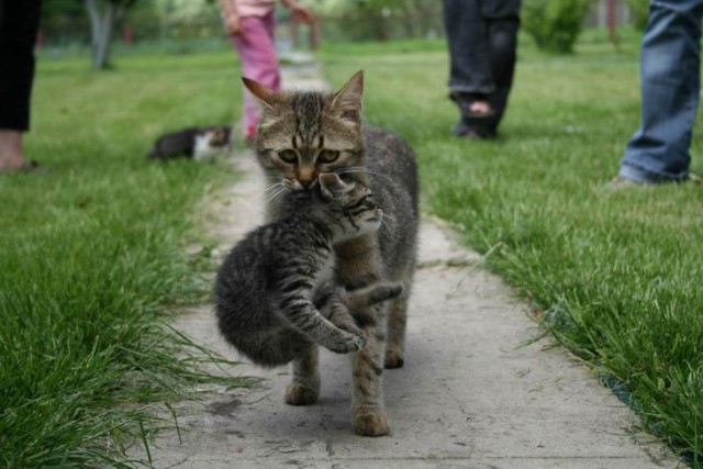 Котовторник на ЯПе (29.01)