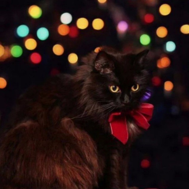 Коты из сети