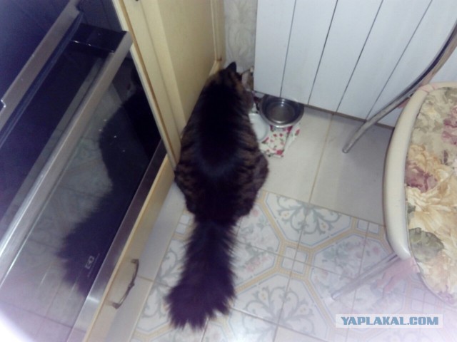 Котовторник 20.12.2016