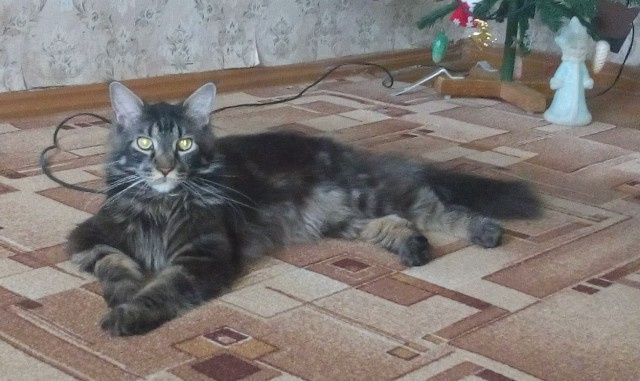 Котовторник 27.12.2016