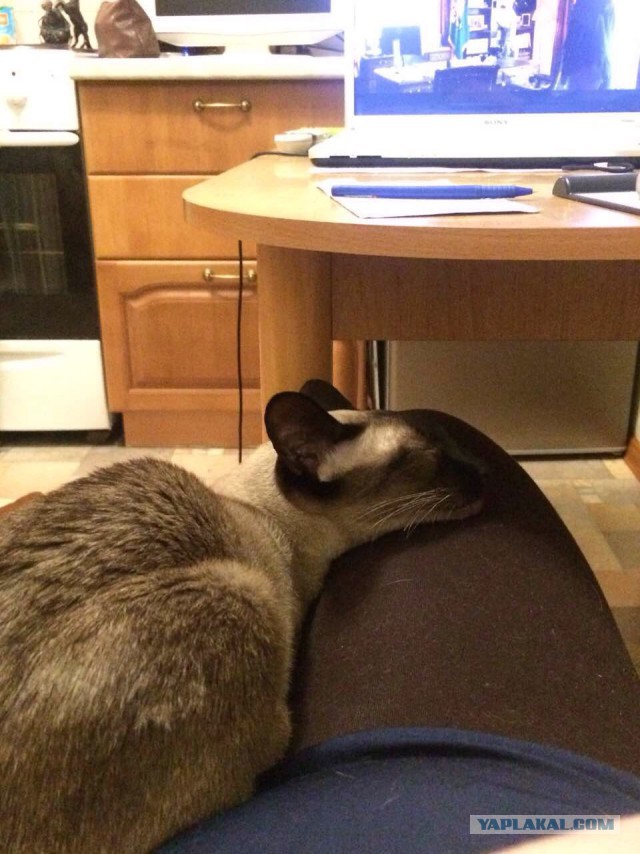 Котовторник  31.01.2017