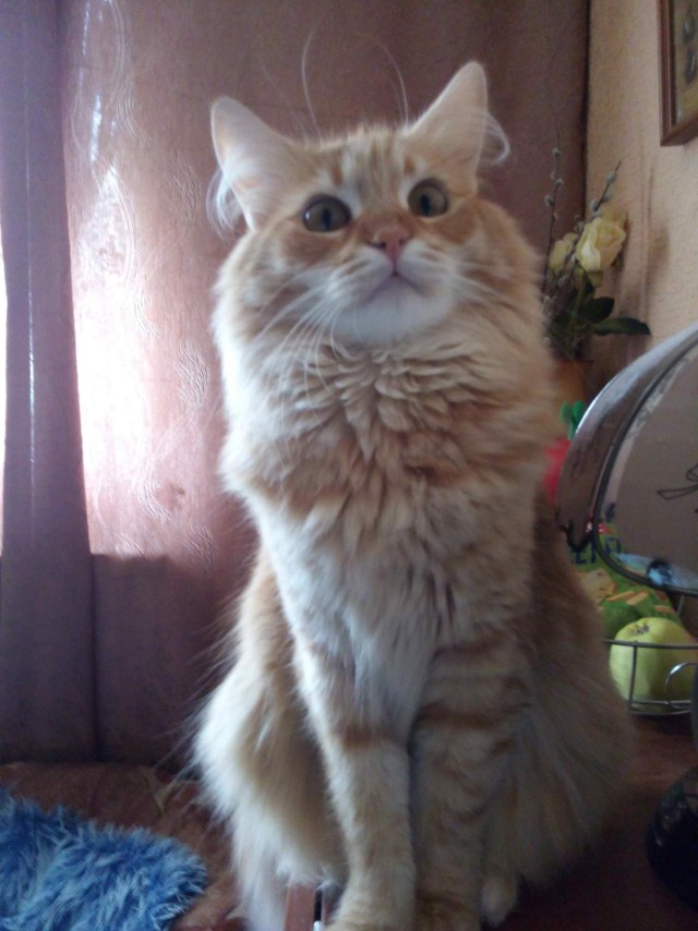 Коты и Кошки