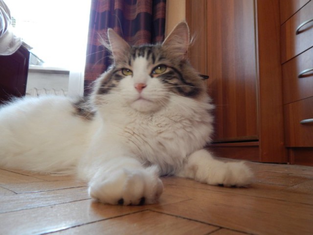 Котовторник 04.07.17