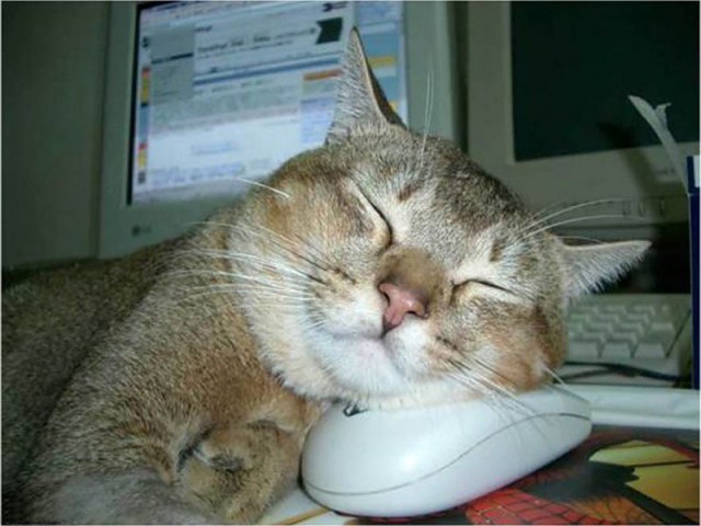 Коты и Кошки