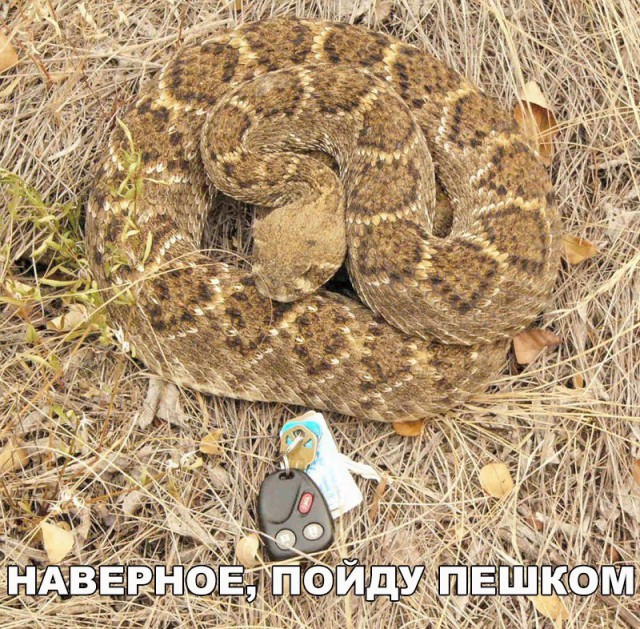 100 картинок для поднятия настроения!