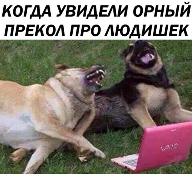 Субботняя деградация