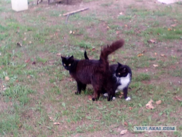 Котовторник!