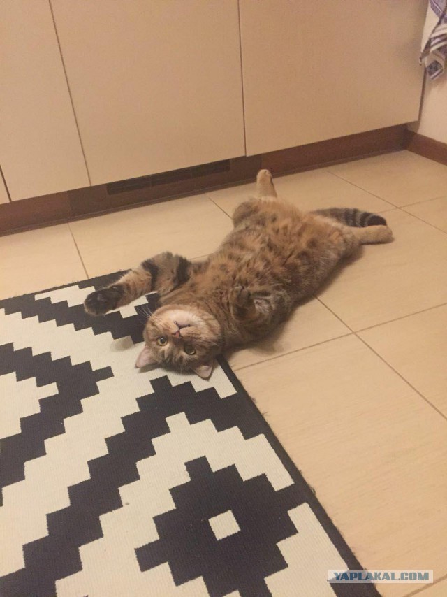 Получила я кота на сдачу...