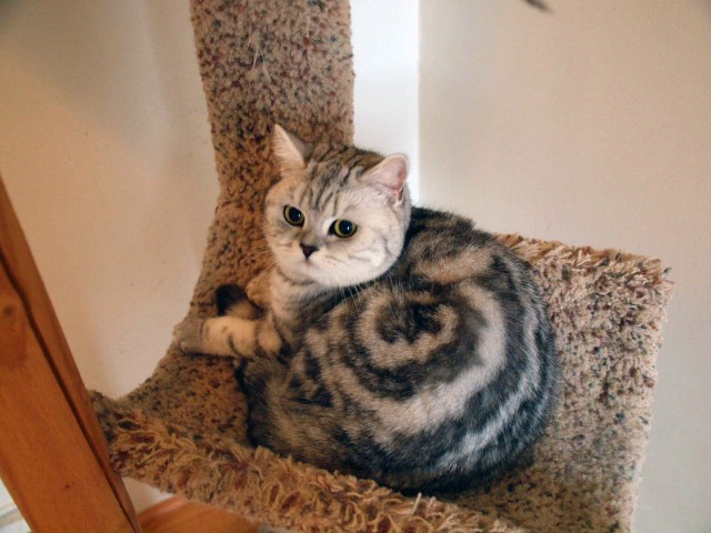 Неадекватные коты