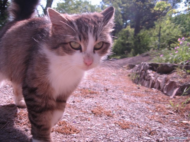 Котовторник на ЯПлакалъ (13.05.08)