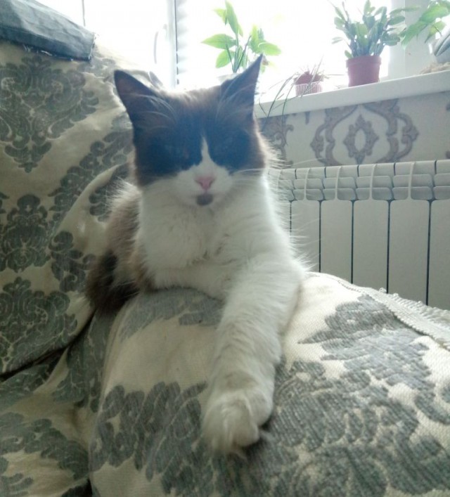 Котовторник 26.06.2018