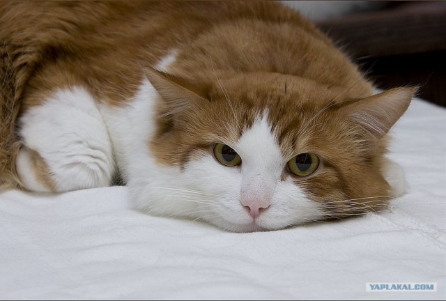 Котовторник (13.01)
