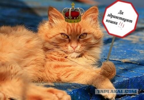 Ура, котовторник!
