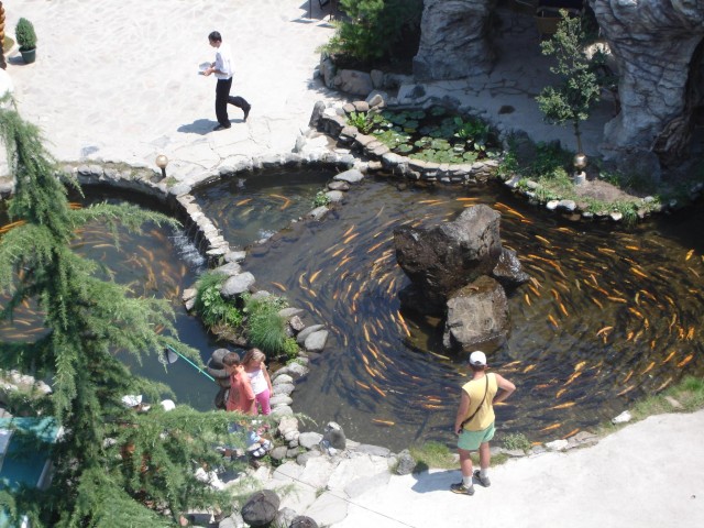 Утки