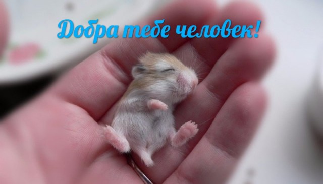Пост добра!