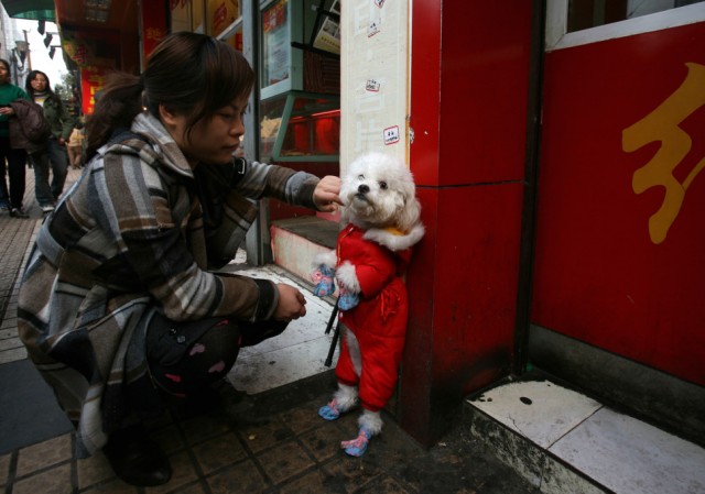 Собачья жизнь в Китае