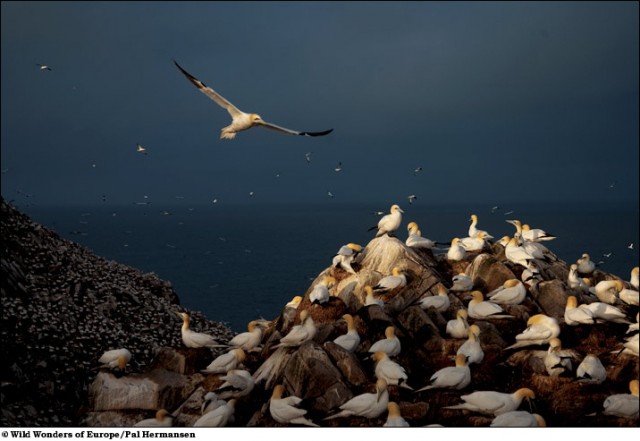Wild Wonders of Europe