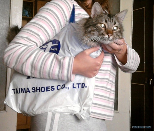 Котовторник на 1-е июня