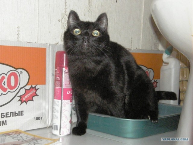 Котовторник! 08.11.11