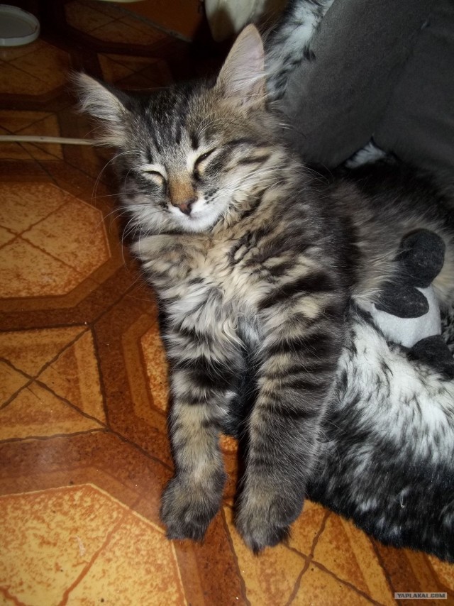 Котовторник 20.03.2012