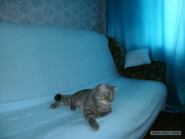 Котовторник 10. 07. 2012