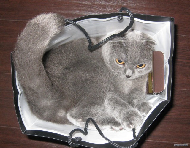 Котовторник  16.10.12